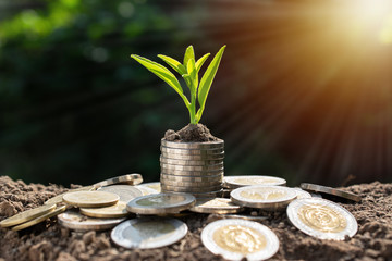 Coins with plant on top put in the soil concept and garden green background.