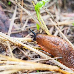 Wall Mural - Snail macro