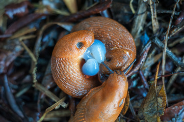 Wall Mural - Snails coupling and eggs