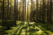Coniferous Forest, Ground Covered Of Green Moss. Backlit Trees. Mystic Atmosphere.
