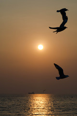 Wall Mural - Silhouette  seagull birds flying over the blue sea water with yellow sun light shining in the evening background.