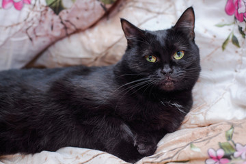 Poster - Black cat lying on the bed