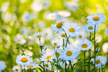 Flowers Field Of Camomiles In Garden In Sunny Day, Wallpaper Background. White Chamomile Field.