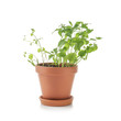 © Pixel-Shot - Pot with fresh mint on white background