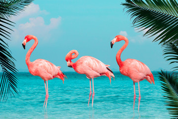 Plakat karaiby lato zwierzę
