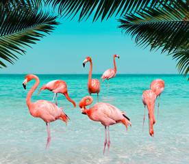 Wall Mural - Vintage and retro collage photo of  flamingos standing in clear blue sea with sunny sky with cloud and green coconut tree leaves in foreground.