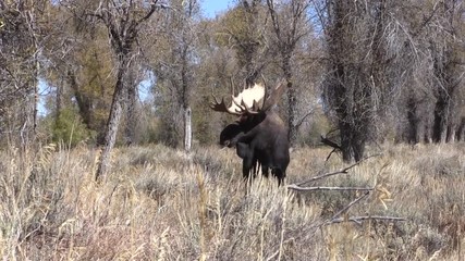 Canvas Print - Bull Shiras Moose Rutting in Fall