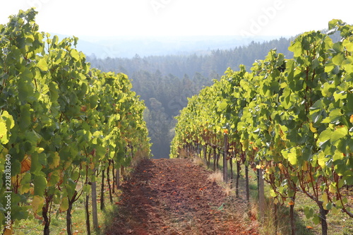 Dekoracja na wymiar  winorosl-silvaner-riesling-zlotej-jesieni-we-frankonii