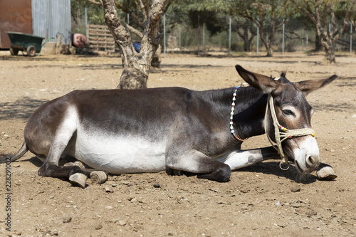 Esel In Der Landwirtschaft Auf Kreta Griechenland Kaufen Sie Dieses Foto Und Finden Sie Ahnliche Bilder Auf Adobe Stock Adobe Stock