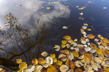 Wall Mural - Autumn leaves floating on water with reflections