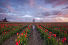Rows Of Red Tulips With A Reflection At Sunset With One Tree