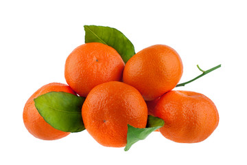 Tangerines on a branch with green leaves on a white background isolated close up