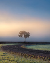 Lonely Tree Against A Blue Sky At Sunrise. Autumn Landscape With A Lone Tree With Foggy In Finland