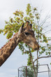 Giraffe on the background of a tree in the zoo