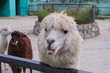 white llama at the zoo with big teeth