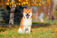 Dog Breed Shiba Inu In The Autumn Park Sits Under A Birch Tree. 