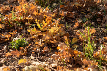 Fallen autumn leaves on the forest floor in the sunlight