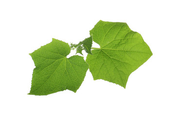 green fresh leaves of cucumber isolated