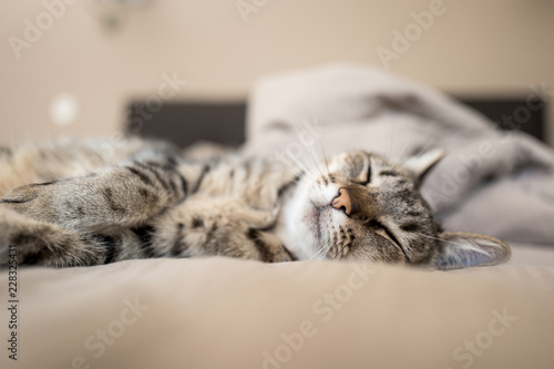 Chat Sieste Sur Le Lit Buy This Stock Photo And Explore Similar Images At Adobe Stock Adobe Stock