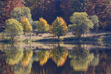 Fototapeta  - Forêt des Vosges en automne