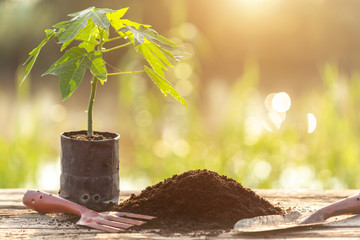 Poster - Young green plant in plastic for planting on wooden table