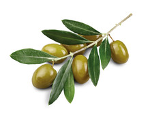 GREEN OLIVES ON BRANCH