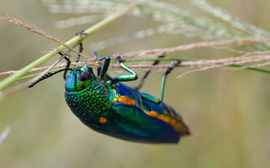 Jewel beetle in field macro shot