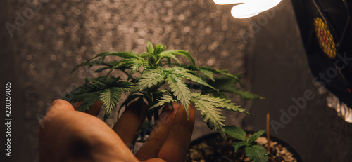 Growing Marijuana Indoors Close Up Hgrow Cannabis In Your Closet