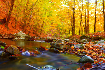  autumn stream in the forest, gold autumn European landscape