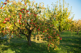 Apple garden nature background sunny autumn day. Gardening and harvesting. Fall apple crops organic natural fruits. Apple tree with ripe fruits on branches. Apple harvest concept