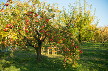 Apple Garden Nature Background Sunny Autumn Day. Gardening And Harvesting. Fall Apple Crops Organic Natural Fruits. Apple Tree With Ripe Fruits On Branches. Apple Harvest Concept