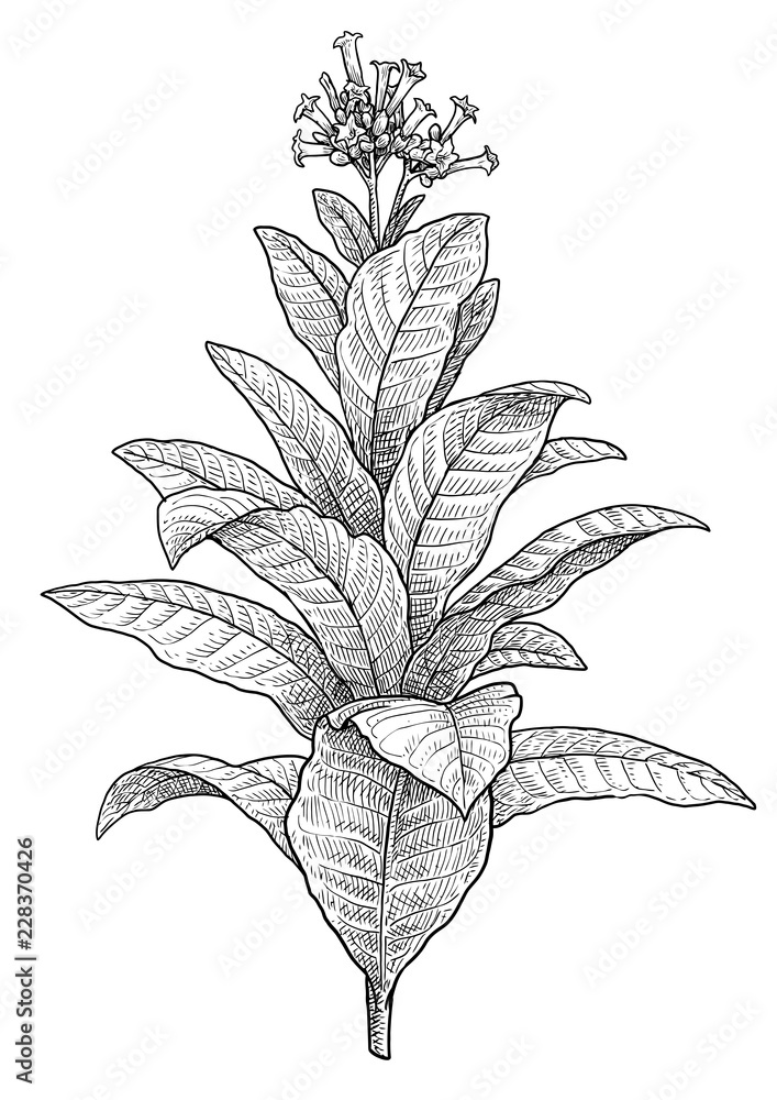 Tobacco plant illustration, drawing, engraving, ink, line art, vector Stock  Vector