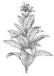 © jenesesimre - Tobacco plant illustration, drawing, engraving, ink, line art, vector