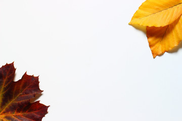 Canvas Print - Autumn leaves on a white background copy space