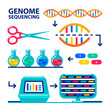 genome sequencing sheme. Human genome project. Flat style vector illustration.