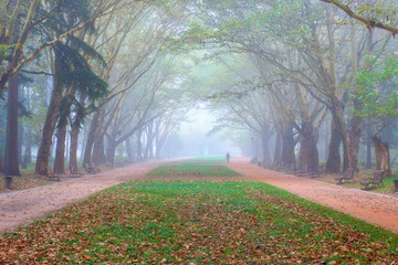 Wall Mural - beautiful park in the fog