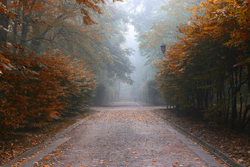 Wall Mural - beautiful park in the fog