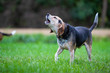 A howling beagle dog.