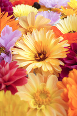 Pale yellow calendula flower among bright blooms