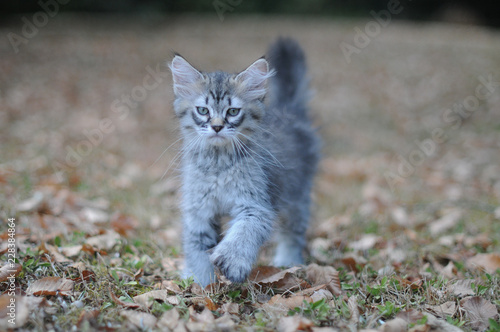 Chaton Pixie Bob Pixiebob Poil Long Polydactyle Buy This Stock Photo And Explore Similar Images At Adobe Stock Adobe Stock Chaton Pixie Bob Pixiebob Poil Long Polydactyle Buy This Stock Photo And Explore Similar Images At Adobe Stock Adobe Stock