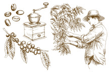Farmer Picking Coffee Beans. Hand Drawn Vector Illustration.