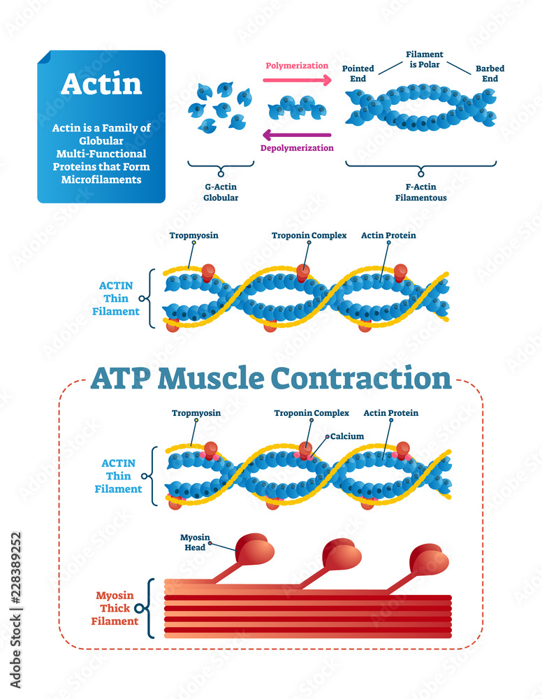 Actin vector illustration. Labeled diagram with protein structure ...