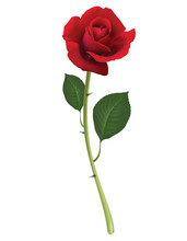 Red Rose Isolated On White, Vector 3d Illustration