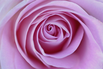 Pink rose in macro close up view with soft texture