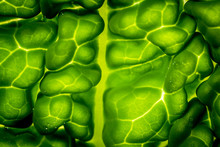 A Macro View Showing The Detail Contained Within The Outer Layers Of A Simple Savoy Cabbage