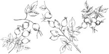 Vector Autumn Rose Hip Plant. Plant Botanical Garden Floral Foliage. Isolated Illustration Element. Vector Leaf For Background, Texture, Wrapper Pattern, Frame Or Border.