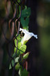 flower of a bindweed on an iron fence