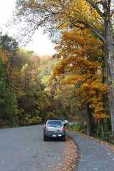 Poster - the yellow leaves on an autumn tree