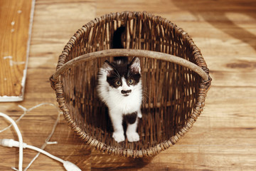 Wall Mural - Adorable kitty sitting in rustic basket. Cute black and white kitten looking with amazing eyes on background of room