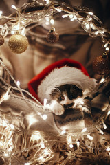 Wall Mural - Cute kitty in santa hat sitting in basket with lights and ornaments under christmas tree in festive room. Merry Christmas concept. Adorable funny kitten with amazing eyes. Atmospheric image